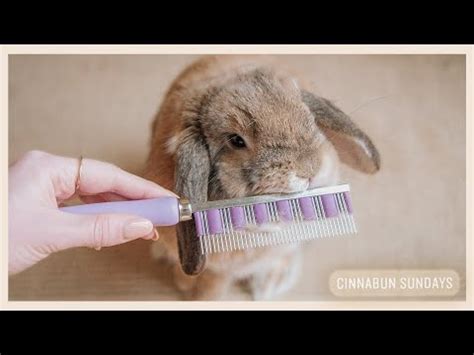 supplements rabbits shedding.